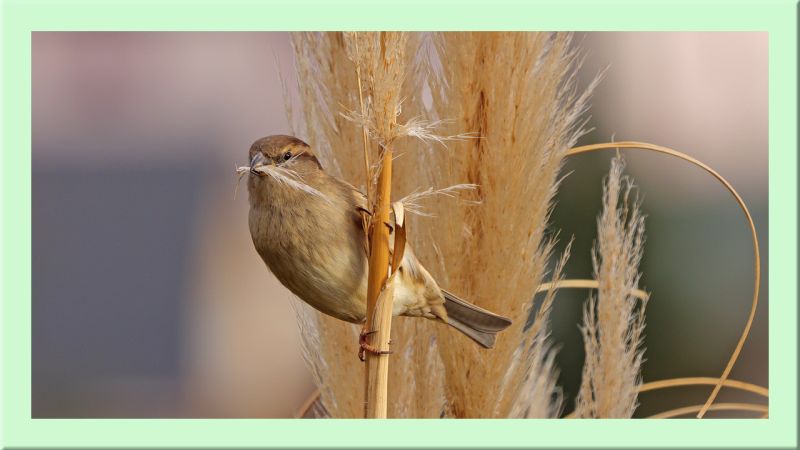Haussperling Weibchen mit Nistmaterial